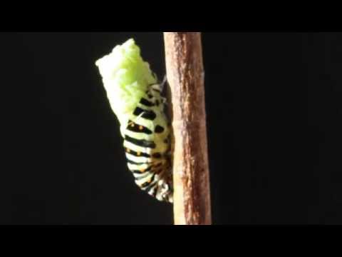 Video: Toukka on perhosen toukka: lajikkeet, elinkaari, ravinto