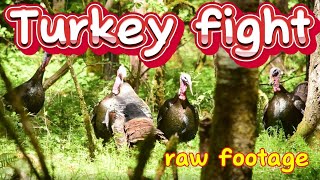 Turkey Fight (raw footage)