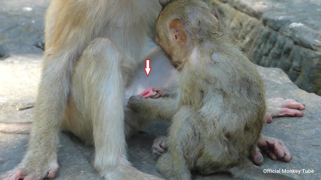 Clever Rainbow try request milk from little brother, Baby Rainbow request brother give her best milk