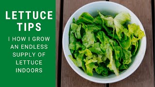 Growing Indoors An Endless Supply of Lettuce -  And My Indoor Volunteer Turnips