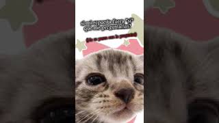 XD el gatito todo random