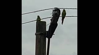 Bird - Green