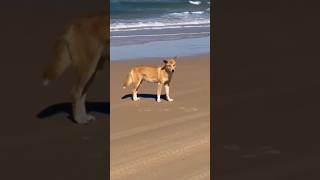 DID YOU KNOW ❓ DINGOES!🇦🇺 #shorts #didyouknow #dingo DID YOU KNOW ❓ DINGOES!🇦🇺 #shorts #didyouknow #dingo