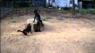 Doberman pup D'Zine 007.avi