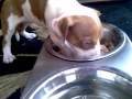 cute puppy chokes on food but saved by owner