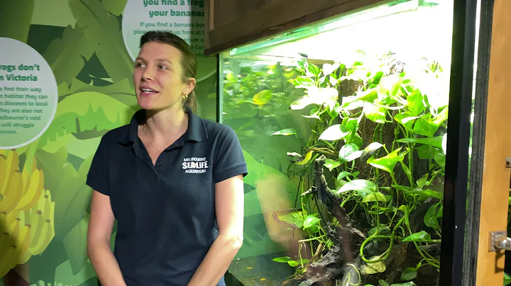 Meet Pirate the green tree frog and his friends!