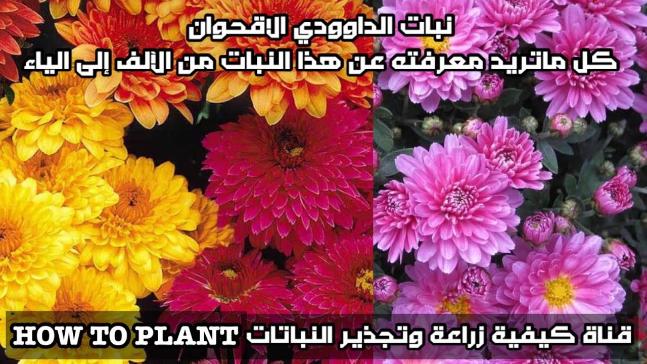 كل ماتريد معرفتة عن نبات الداودي (الاقحوان )الأكثار وعناية من حيت الاضاءه ري تسميد مناخ والتربه