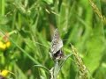 Common Blue Butterfly - Frankfield Loch 15.6.23