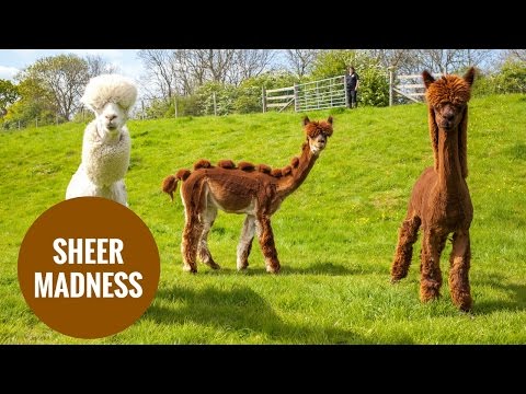 herd-of-alpacas-given-hilarious-hairdos