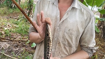 giăn lưới dính toàn rô phi thủng thạch Nguyễn vlog #218