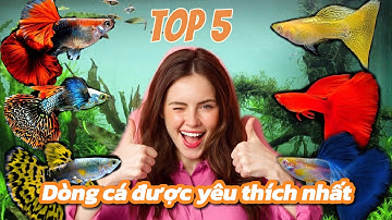 Top 5 dòng cá bảy màu được yêu thích nhất 2024  | Top 5 Favorite Guppy Fish 2024