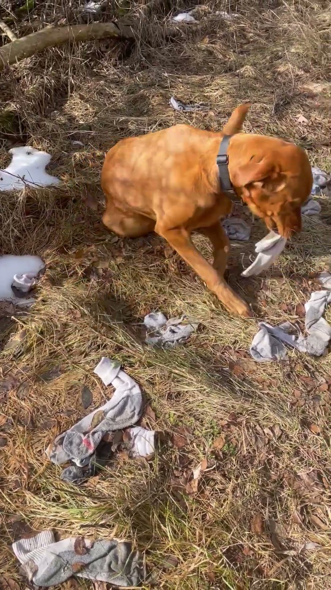 Dog Has Been Stealing Dad's Socks || ViralHog
