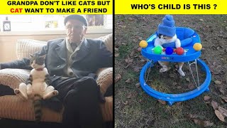 CATS MAKE US BETTER HUMAN BEING | FUNNY CAT EDITS 2021 | shibee | meowthemall