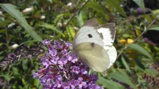 Cabbage White - Pieris brassicae - Kálskjanni - Fiðrildarunni - Fiðrildi - Skordýr