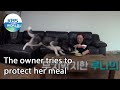 The owner tries to protect her meal (Dogs are incredible EP.99-3) | KBS WORLD TV 211110