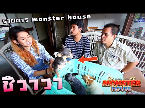 สุนัข ชิวาวา  รายการ MONSTER HOUSE เทปที่ 6