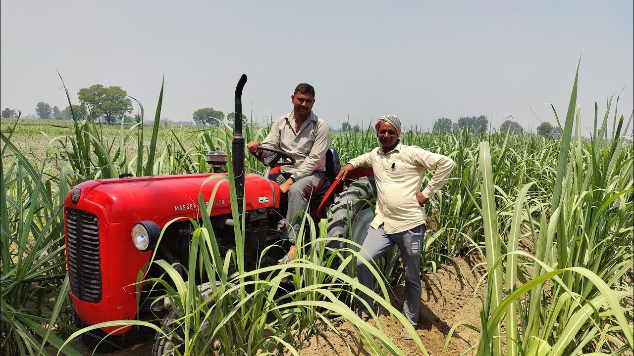 ट्रेंच विधि गन्ना पेडी में मिट्टी चढ़ाते हुए देखिए छोटे मेसी 35 का कार्य किसान पूरी तरह से संतुष्ट