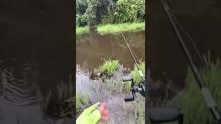 FISH Attack Caught on Camera with Fishing Rod
