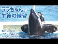 ララちゃん☆午後の練習【2020年10月26日　鴨川シーワールド　シャチパフォーマンス】Orca performance, Kamogawa Sea World, Japan