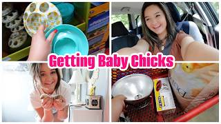 Are They All Alive? Getting Chicks From Post Office - Brooder Setup - Vlog