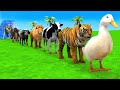 Long Slide Game With Cow Elephant Gorilla Hippopotamus Tiger - 3d Animal Game - Funny 3d Animals