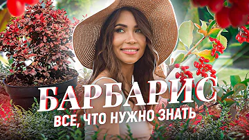 БАРБАРИС ПОСАДКА И УХОД. Барбарис Тунберга и его сорта