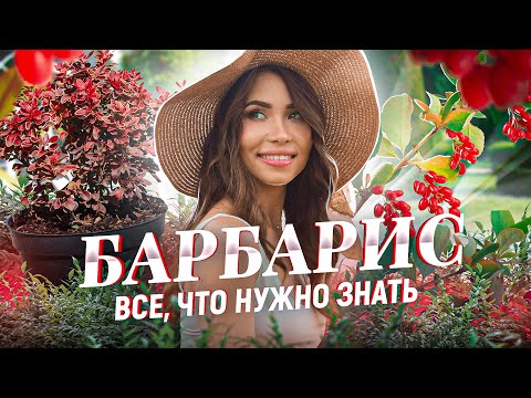 БАРБАРИС ПОСАДКА И