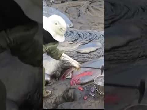 أغرب من الخيال سبحان الله العظيم 