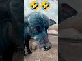 funny video 🤣🤣🤣🤣🤣🤣🤣🤣🤣🤣🤣🤣🤣🤣🤣🤣🤣🤣🤣🤣🤣