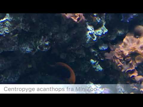 Centropyge acanthops fra MiniZoo