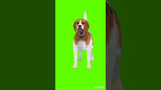 Dog Green Screen Background Videodog Green Screen Effects
