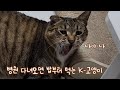 병원 다녀오면 밥부터 먹는 K-고양이 나야 나