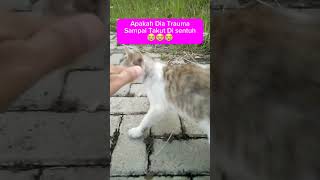 Mungkin Trauma😭😭#cintakucing #kucingjalanan
