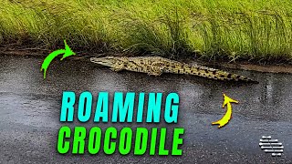 Nile Crocodile Roams on Wet Tar Road