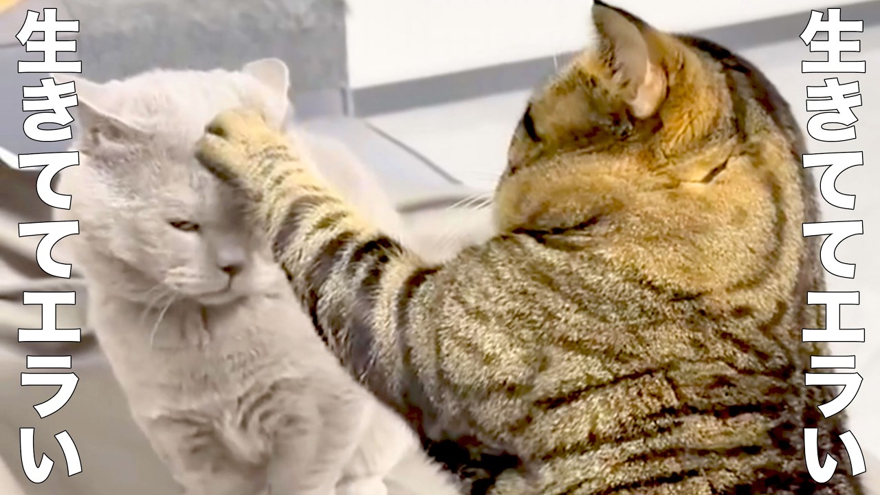 A great cat who gives you complete approval [dubbing] - YouTube