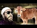 الشيخ كشك و قصة الفرس التي ولدت عجلا أمام القاضي الحائض الشيخ كشك و قصة الفرس التي ولدت عجلا أمام القاضي الحائض