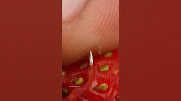 Strawberry Piercing Macro ASMR | Oddly Satisfying Closeup