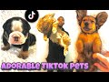 Adorable Pets Challenge 💗| Aww 💗 Cutest Dogs Ever