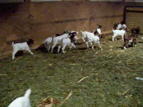 Baby Boer Goats Playing Jamaica Iowa