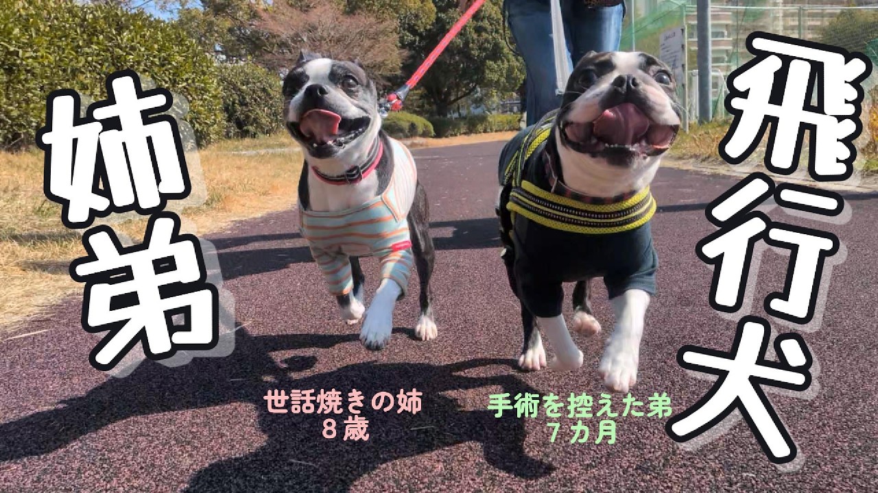 【ボストンテリア】はなこじ。広い公園で、歩いて、走る姉弟を撮影したら、飛行犬になった瞬間を捉えることに成功した!?