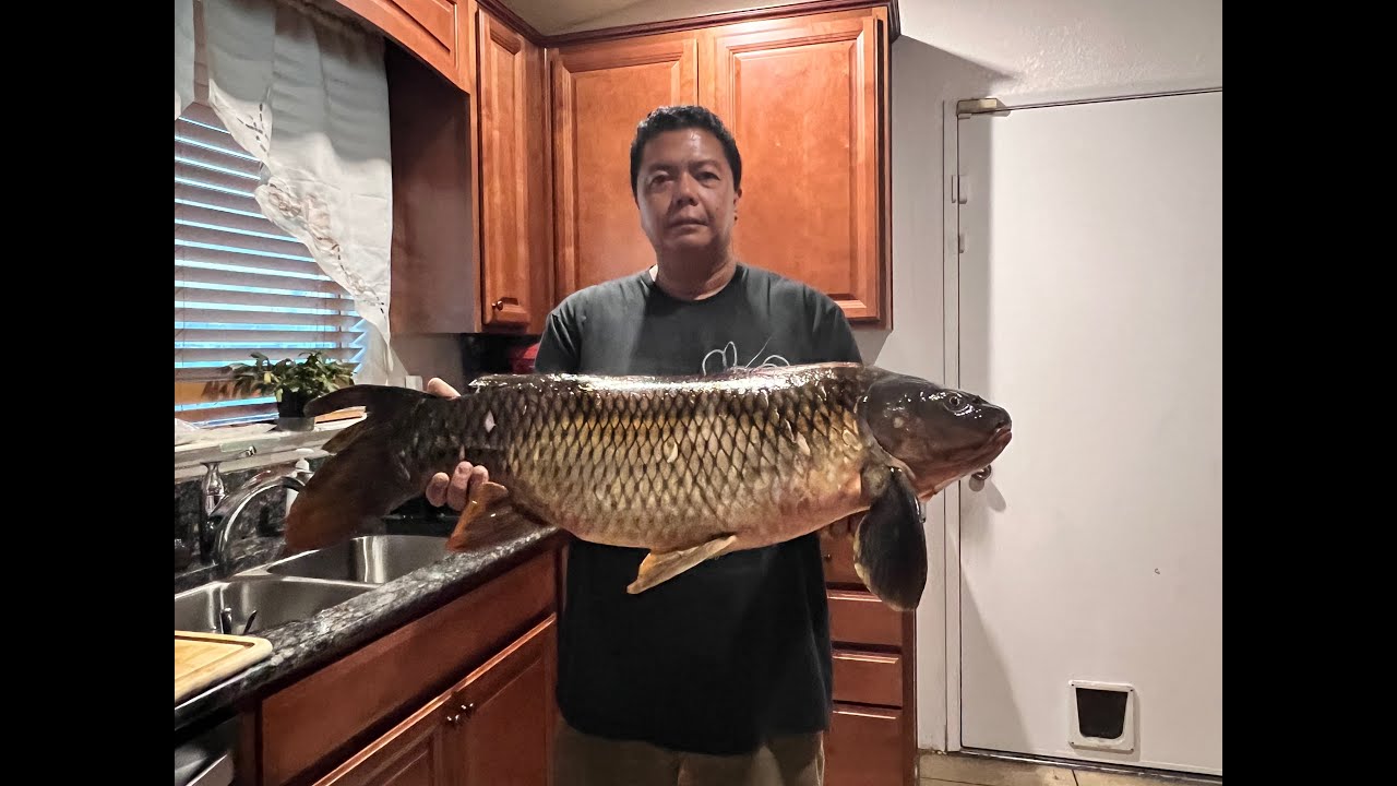 The Carp Invasion Has Begun