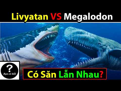 Livyatan and Megalodon: Predator or Competitor? - Did You Know?