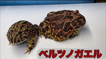 ツノガエル 冬眠の見分け ツノガエル 冬眠の見分け
