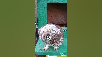 Little Owl is funny