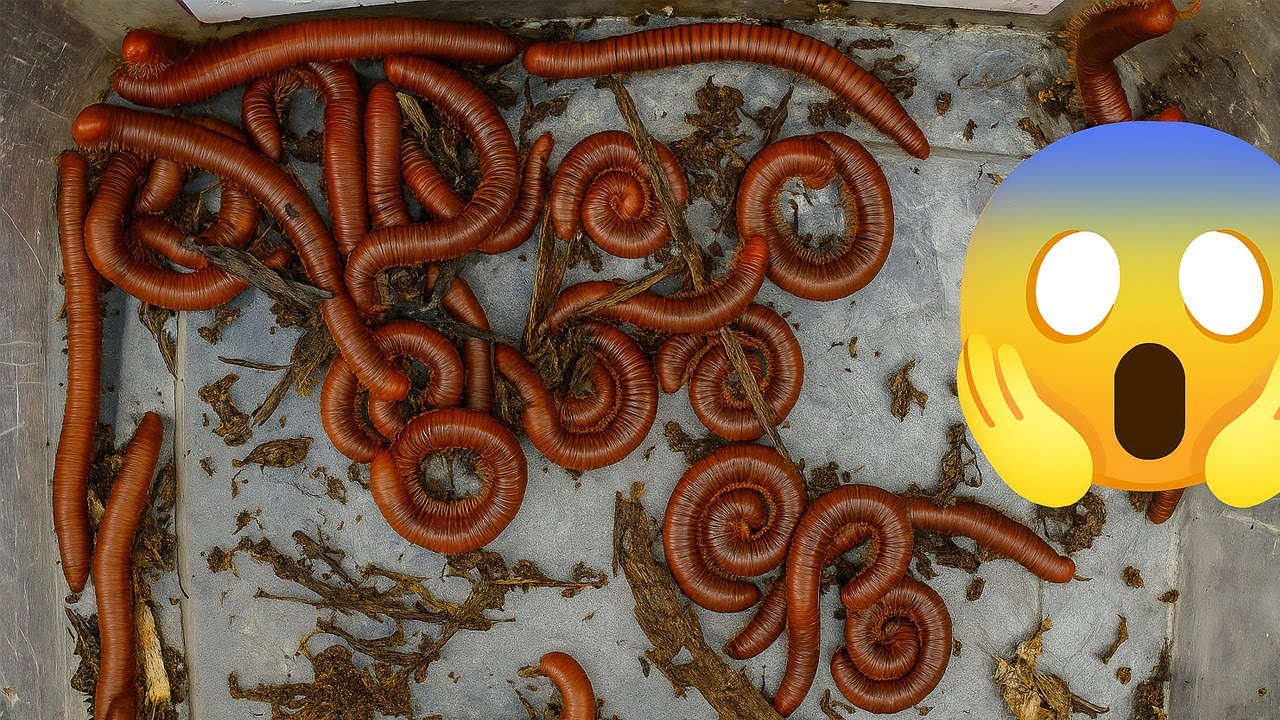 Hidden Under the Straw… A Massive Colony of Millipedes Revealed! 😱