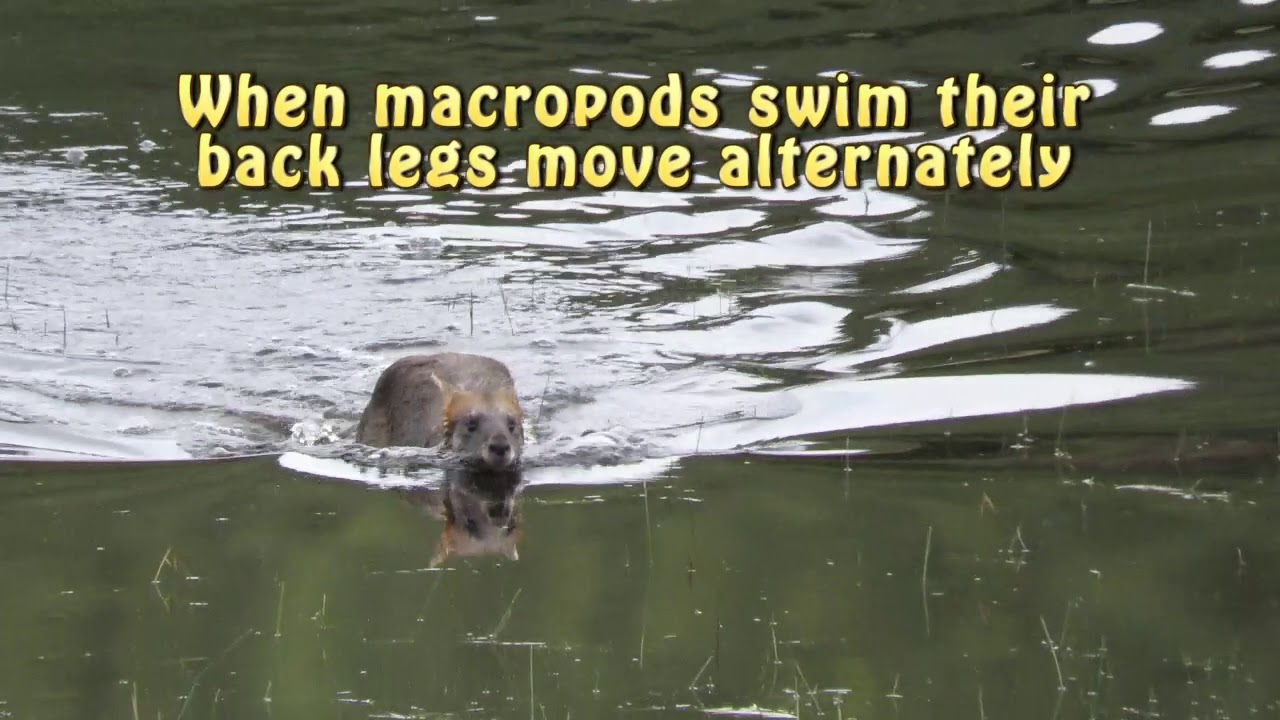 Swamp wallaby swimming near the Great Ocean Road