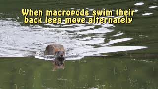 Swamp Wallaby Swimming Near The Great Ocean Road