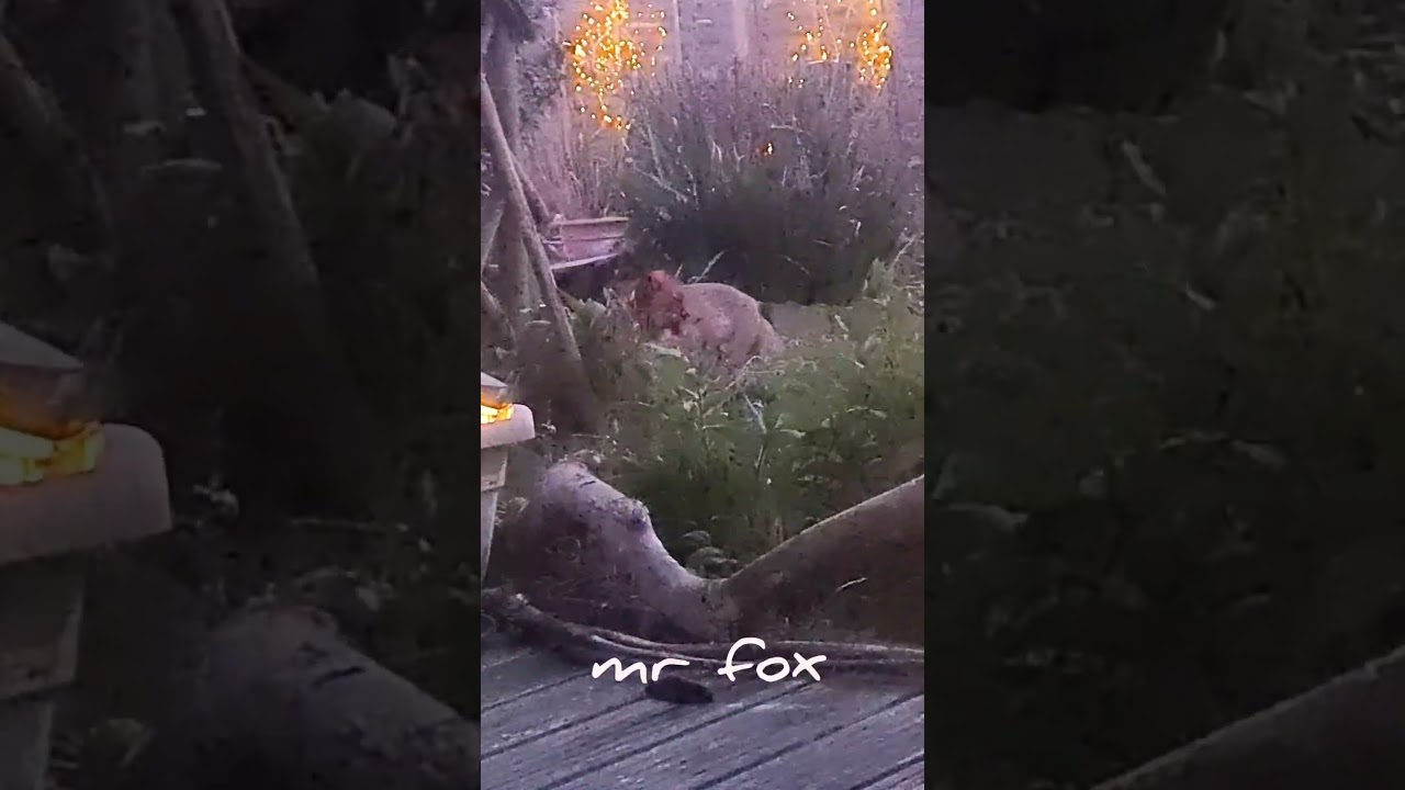 Garden Fox, Author SCCunningham Love Animals and Nature