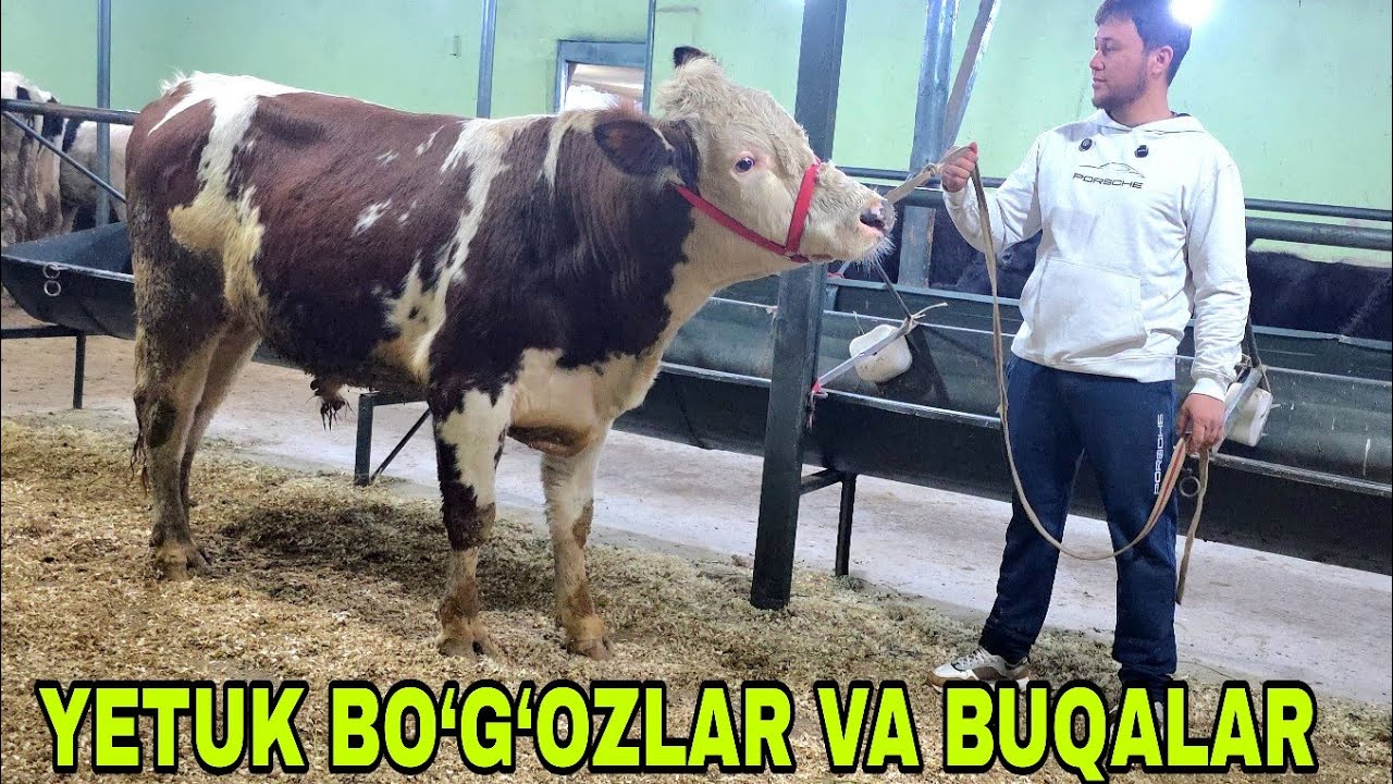 Xalq arzonchisi Shamshodjonga yangi partiya bo‘g‘ozlar va buqalar 5-mart, 2026