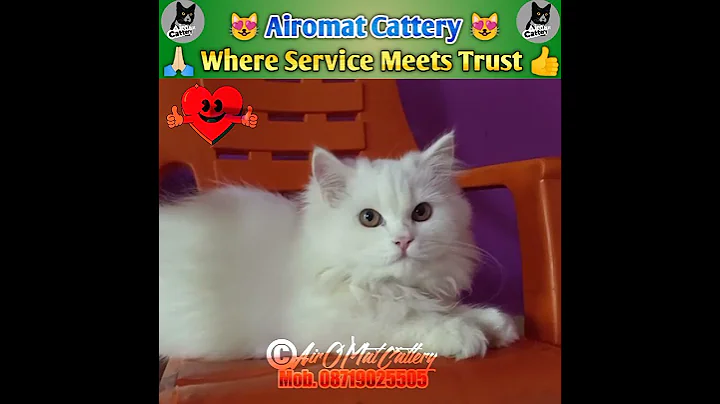 Video 458321: white persian kitten, persian cat, doll face persian, doll face male kitten, punch face cat, semi punch, kitten playing, cattery